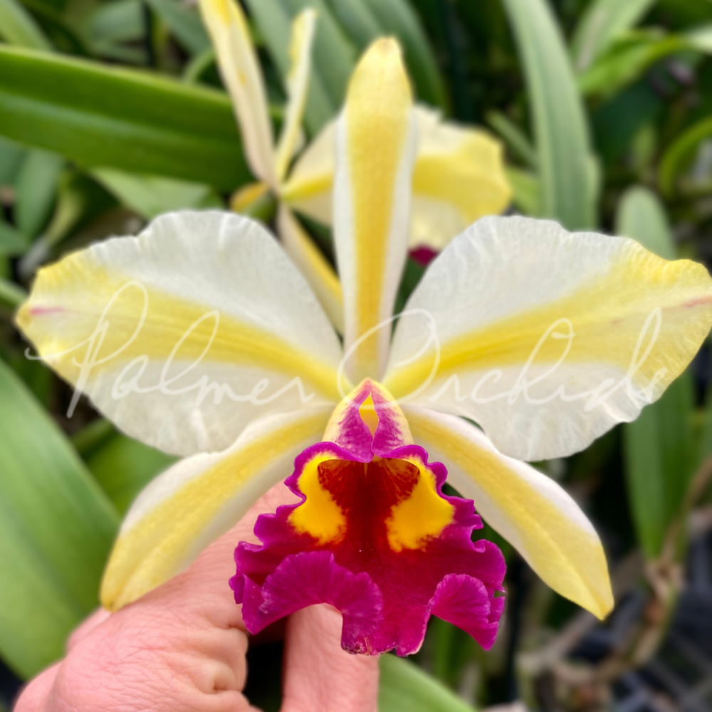 Rth. Fu Shu Glory — Palmer Orchids